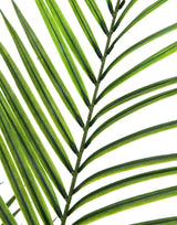 Kunstig Areca palme m. Store Blade (165cm)