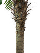 Kunstig Phoenix Palmetr¾ Luxor (240 cm)